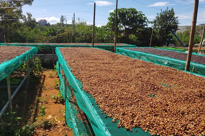 Coffee & Culture Experience _From Farm to Cup by Elon Farm - Elephant Waterfall adds a change of pace