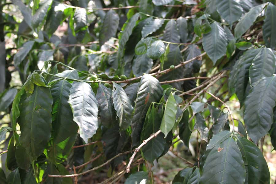 Coffee Experience: Hacienda Coloma Tour from Bogotá - Lunch in Sibaté adds local flavor