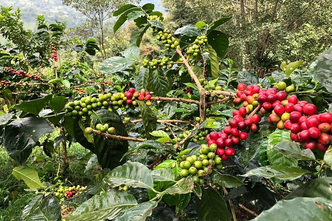 Coffee Farm and Salento Walking Tour - A working coffee farm, not just a tasting room