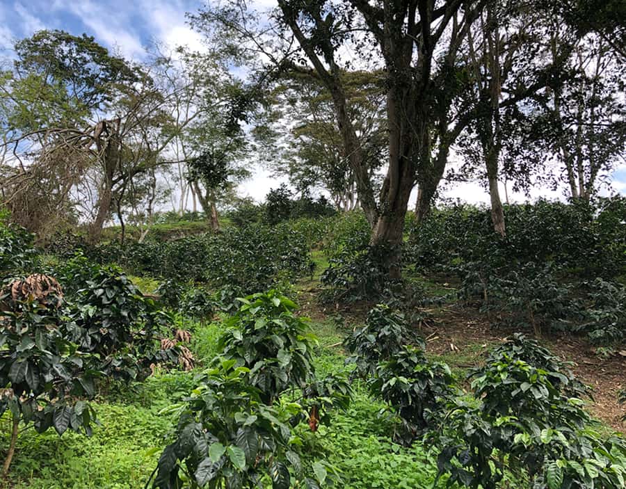 Coffee Farm and Salento Walking Tour - What $93 buys you