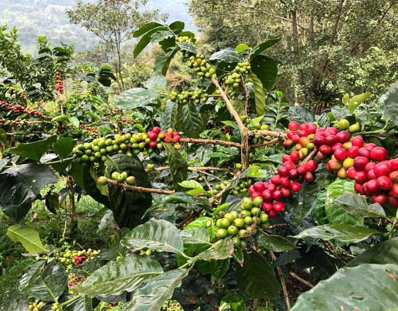 Coffee Farm and Salento Walking Tour - Who will get the most from this tour