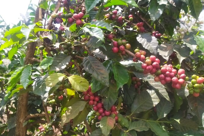 Coffee Farm Half-Day Tour in Kenya - Key points to know before you go