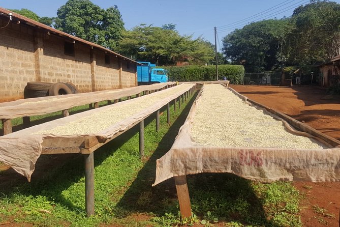 Coffee Farm Half-Day Tour in Kenya - Leaving Nairobi for Fairview Coffee Estate