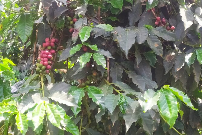 Coffee Farm Half-Day Tour in Kenya - Best timing after a safari