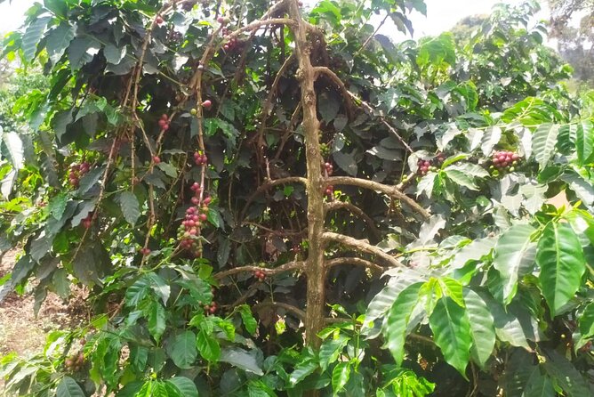 Coffee Farm Half-Day Tour in Kenya - What makes the farm setting special