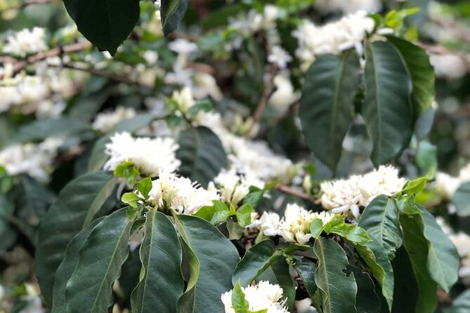 Coffee farm tour, coffee roasting and tasting experience - What makes the small group useful