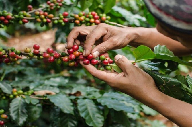 Coffee Farm Tour (Fairview) - Key points to know before booking