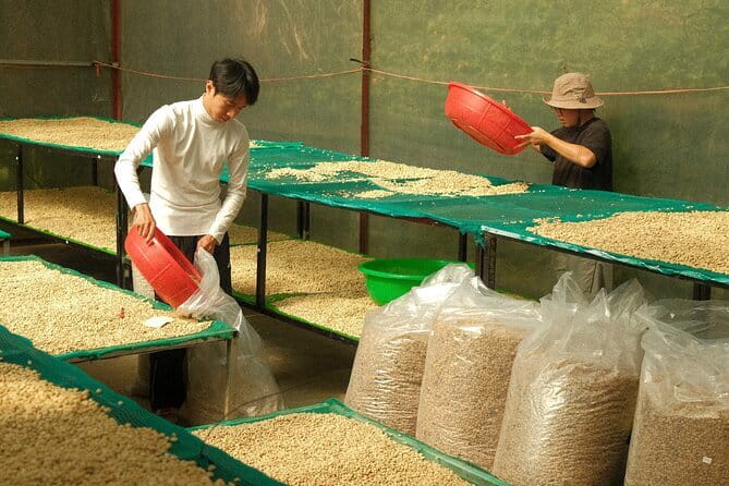 Coffee Farm Tour with Roasting & Tasting Workshop - Da Lat - Who will enjoy this short coffee workshop