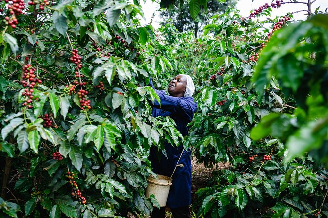 Coffee Farm Village & Factory Half Day Tour with Pick-Up - Leaving Nairobi in a private car