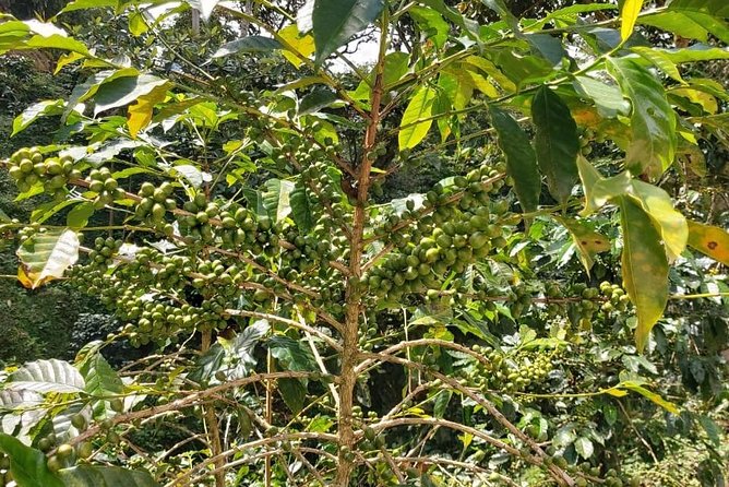 Coffee Plantation Experience - From Huatulco’s coast to Pluma Hidalgo’s highlands
