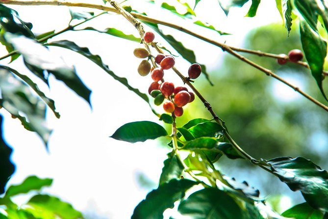 Coffee Plantation Experience - Lunch costs extra, but may be worth it