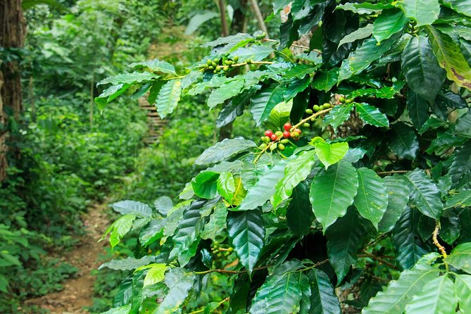 Coffee Plantation Experience - Is $90 a fair price?