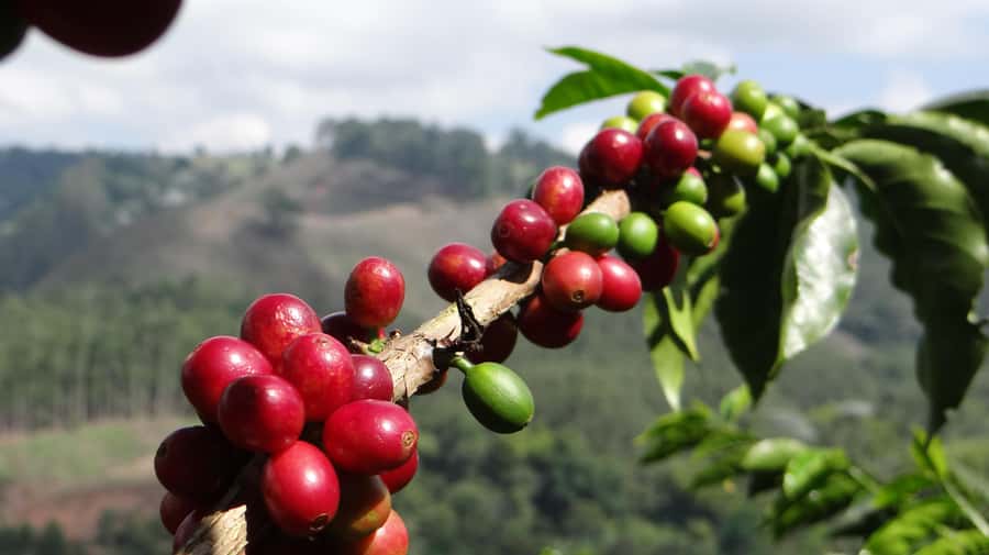 Coffee Tour at Finca El Ocaso Salento: Traditional Spanish Farm - Roasting Lessons Before the Final Cup
