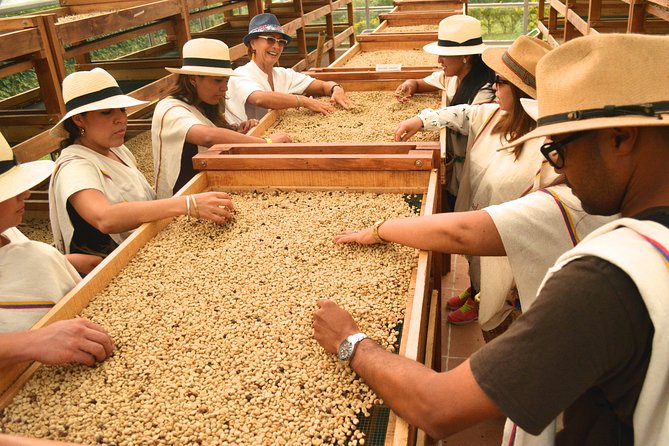 Coffee Tour at the Finca del Café - Starting with coffee as a plant