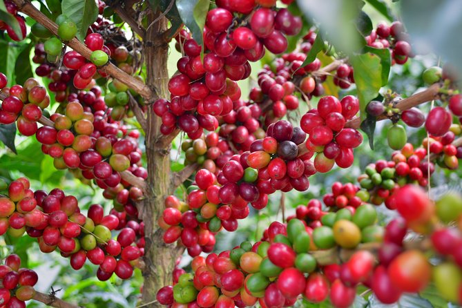 Coffee Tour at the Finca del Café - Walking the estate with a local guide
