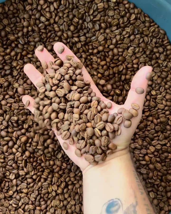 Coffee Tour Salento-Ocaso Farm- English Tour - From hopper to drying floor