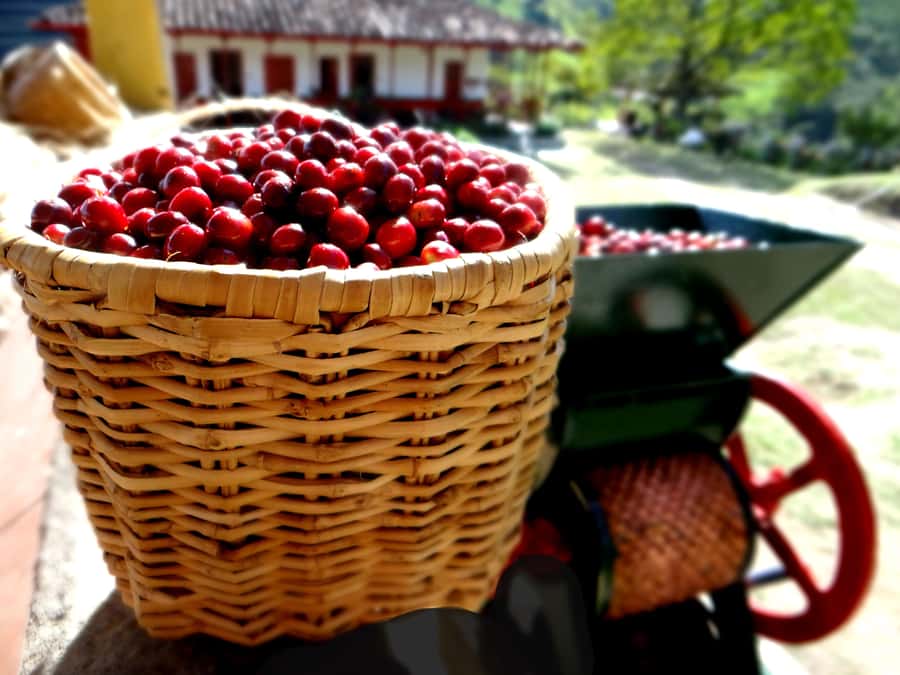Coffee Tour Salento-Ocaso Farm- English Tour - Getting from Salento to Finca El Ocaso
