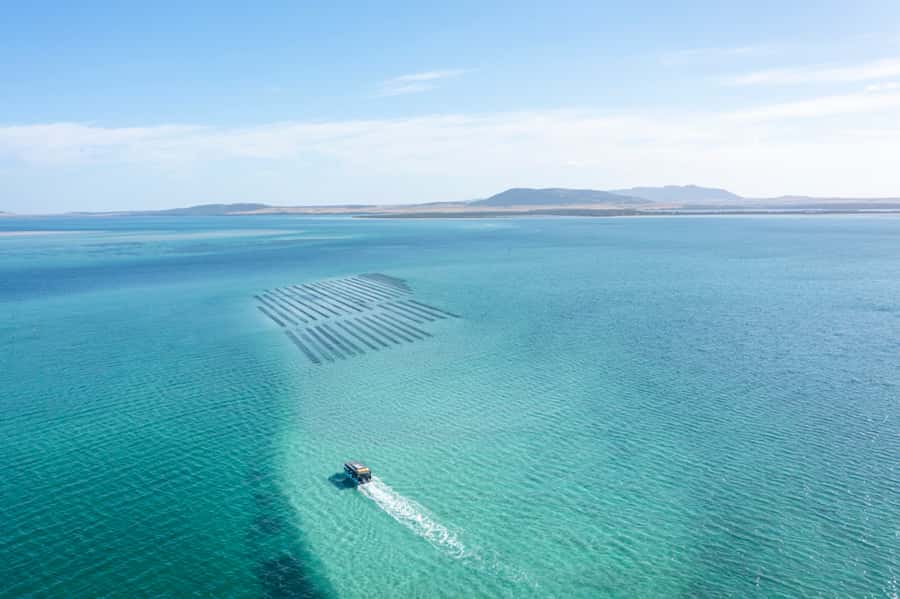 Coffin Bay: Oyster Farm Boat Tour with Wading & 12 Oysters - Should you book the Coffin Bay oyster tour?