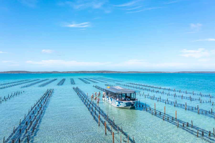 Coffin Bay: Oyster Farm Boat Tour with Wading & 12 Oysters - Starting at Berth 5, not the Yacht Club dock
