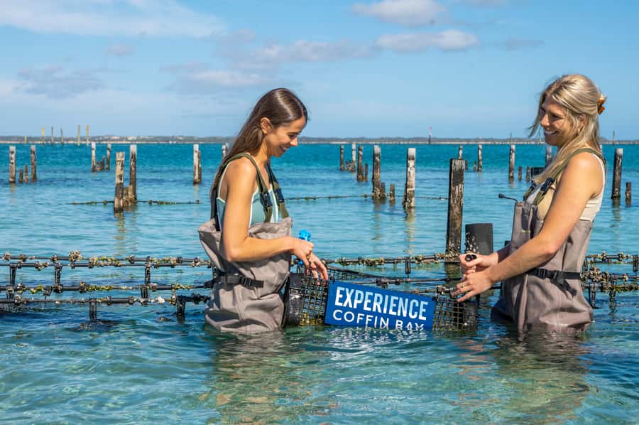 Coffin Bay: Oyster Farm Boat Tour with Wading & 12 Oysters - Fresh oysters on board