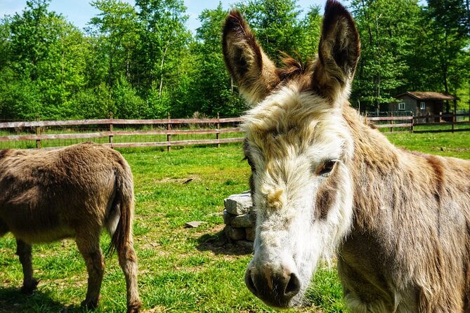 Connect with Rescue Animals on a Private Farm Tour in Catskills - Key points to know before booking