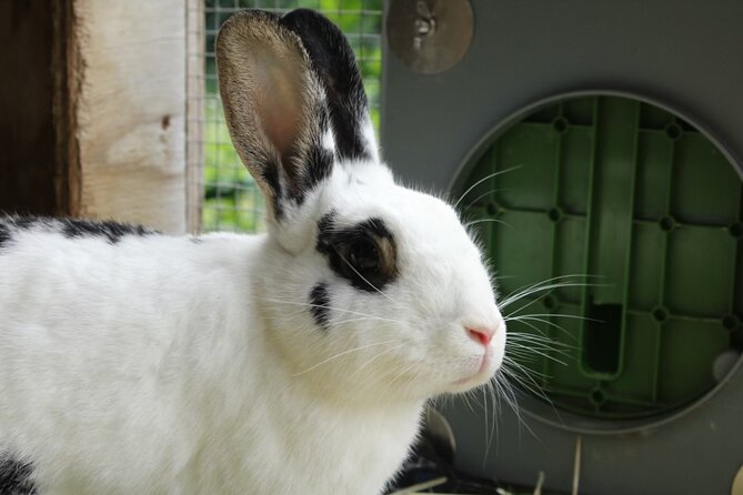 Connect with Rescue Animals on a Private Farm Tour in Catskills - The $97.50 group price and what you receive