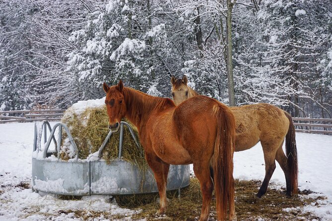 Connect with Rescue Animals on a Private Farm Tour in Catskills - What happens during the one-hour visit