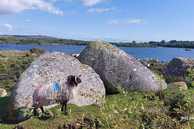 Connemara Sheep Farm experience & Kylemore Abbey by Lux Limousine - Lough Inagh Valley and the Twelve Bens