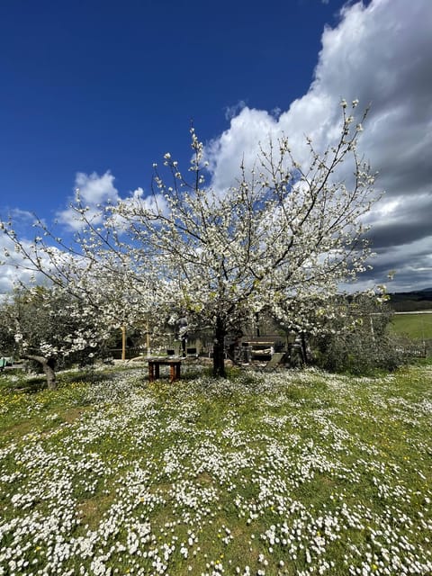 Cooking class in our family farm in Chianti with lunch - Lunch on the terrace above the olive grove