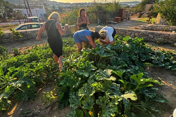 Cooking Class Sunset Dinner and Tour in Paros Farm - Group size, food requests, and practical planning