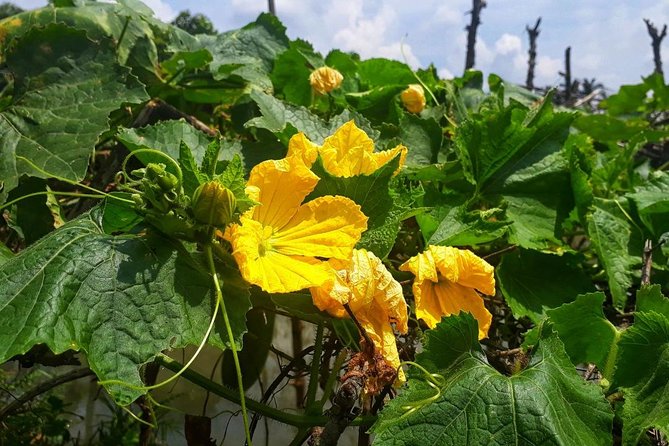 Cooking, Farming and Waterfall In Vietnam Countryside - Tea with Sammie’s father and a look at farm life