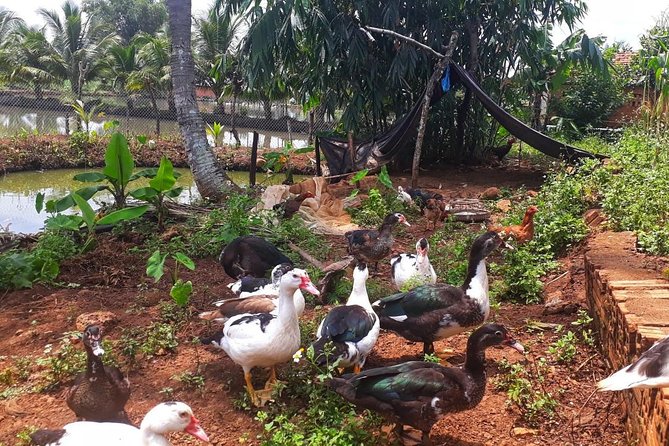 Cooking, Farming and Waterfall In Vietnam Countryside - Seeing weasel coffee at the farm