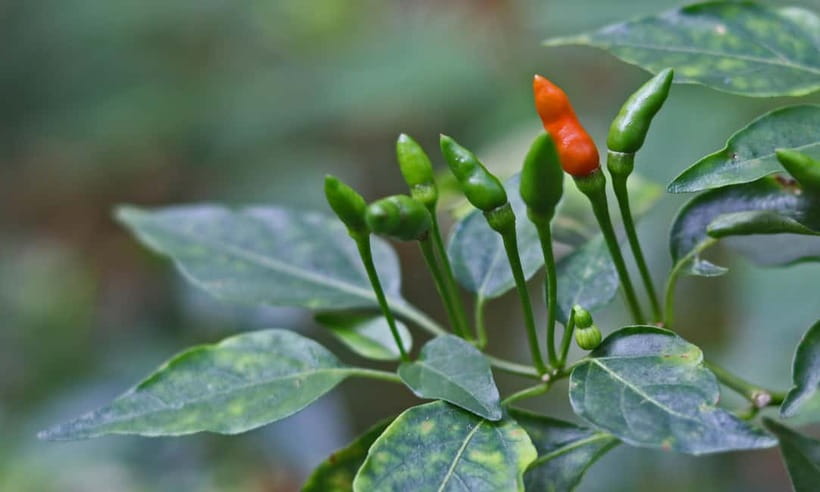 Coorg: Mercara Gold Estate Coffee/Spice Farm and Museum Tour - Who will enjoy this Coorg coffee tour