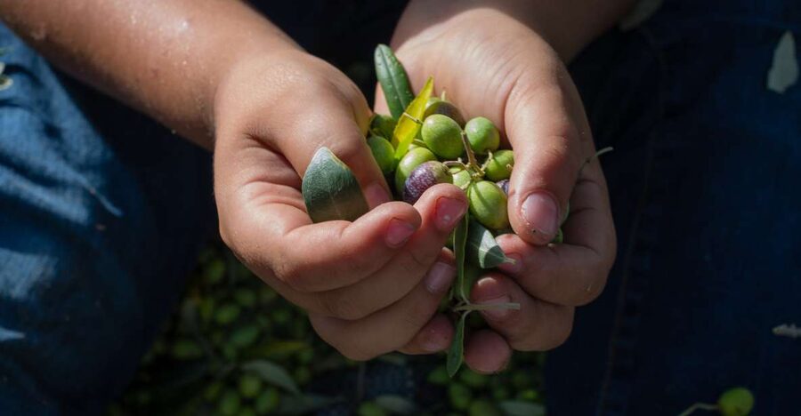 Corfu: Organic Olive Oil Farm Tour with Transfer and Tasting - The tasting: smell first, then taste