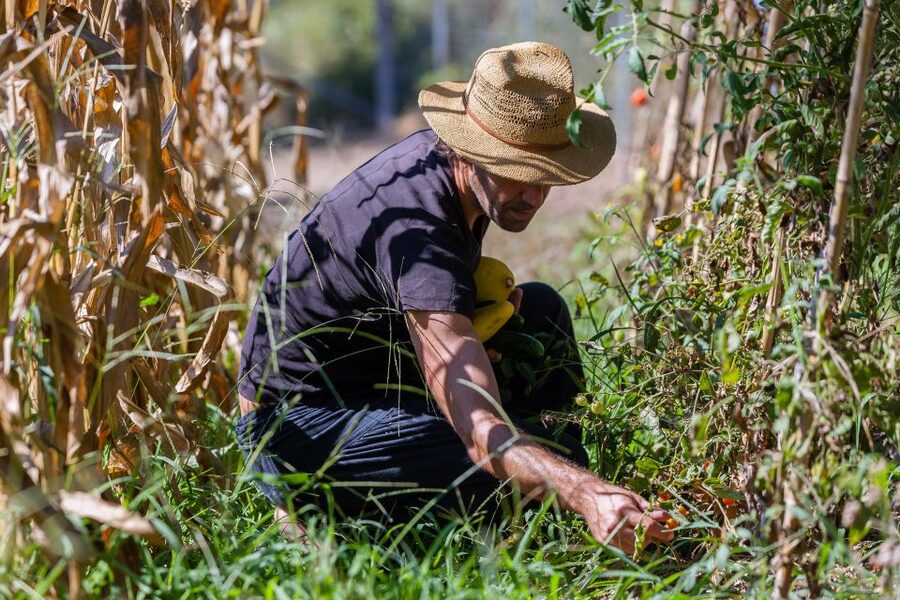 Corfu: Organic Olive Oil Farm Tour with Transfer and Tasting - Practical details that affect your day