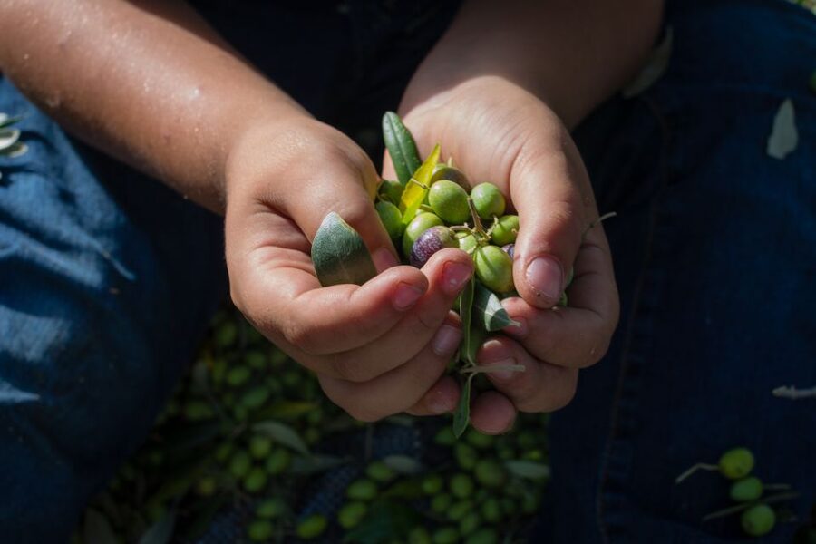 Corfu: Organic Olive Oil Farm Tour with Transfer and Tasting - What the grove walk helps you understand