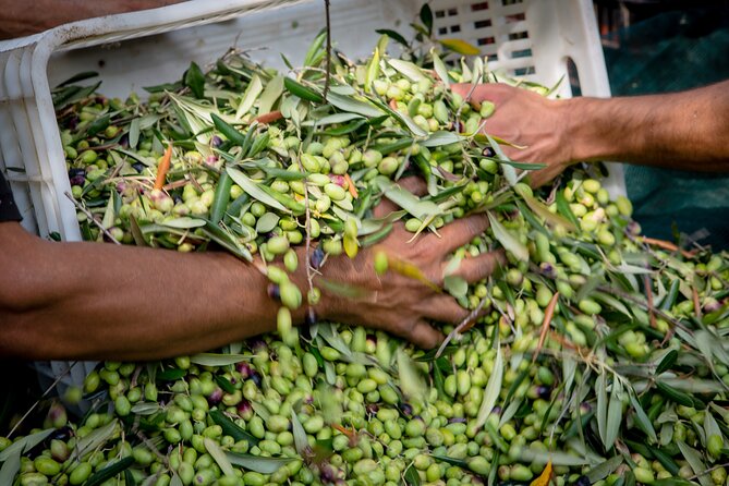 Corfu Organic Olive Oil Tasting at Family Farm - Why the private format matters