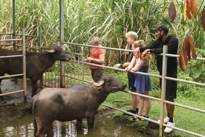 Costa Rica Descents Organic Farm - A one-hour farm visit with real local context