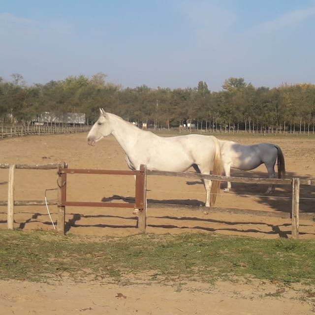 Countryside ranch, horse show & lunch - Price, timing, and overall value