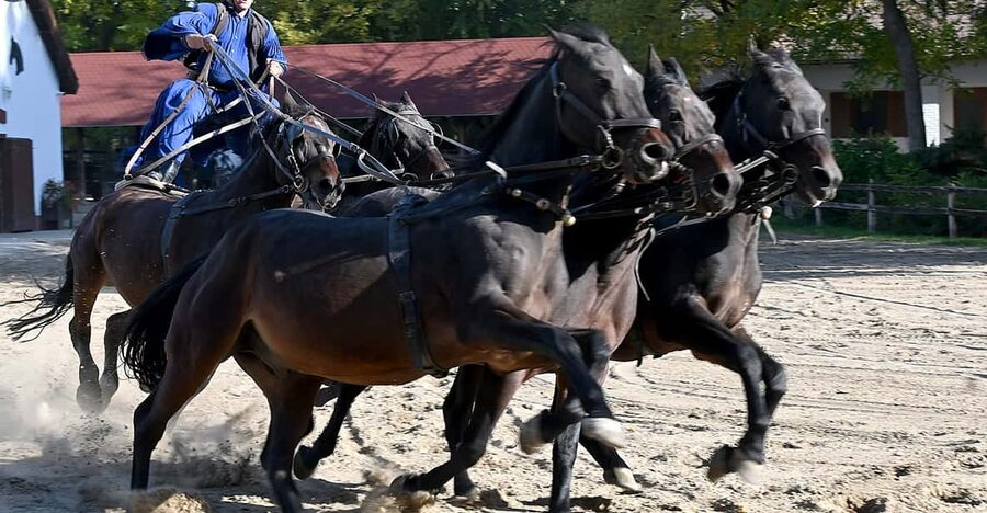 Countryside ranch, horse show & lunch - Why this ranch trip is worth your Budapest time