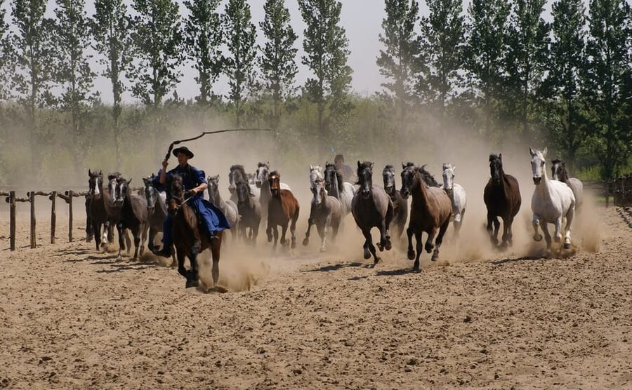 Countryside ranch, horse show & lunch - What the small group changes