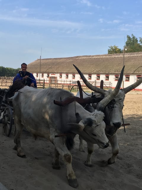 Countryside ranch, horse show & lunch - Meeting in Batthyány Square