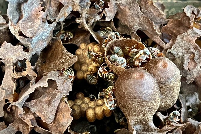 Cozumel: Hands-On Chocolate, Tortilla, Salsa & Honey Experience - Why Tierra Maya makes a better stop than a standard tasting