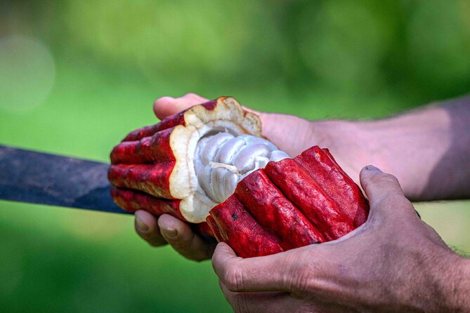 Craft Chocolate Tasting and Farm Experience on the Big Island - Key points to know before booking