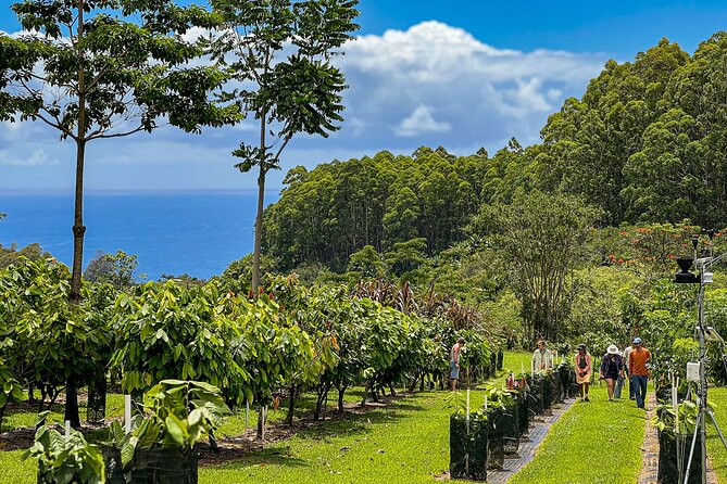 Craft Chocolate Tasting and Farm Experience on the Big Island - A back-road approach to Honolii Orchards