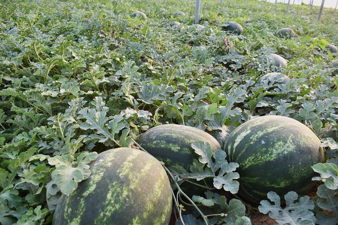 Cretan Farm Tour with Cheese-Making, Olive Oil Tasting & Picnic - Why the small group matters