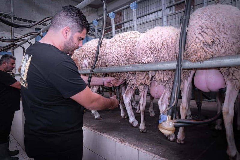 Crete: Farm Visit with Cheese Tasting and Milking Experience - The Tasting Is the Main Reward