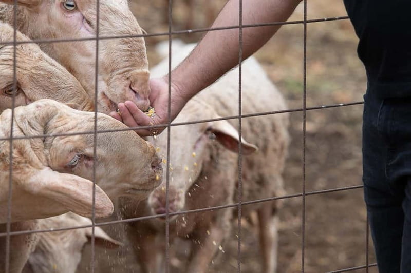 Crete: Farm Visit with Cheese Tasting and Milking Experience - Timing, Language, and Access