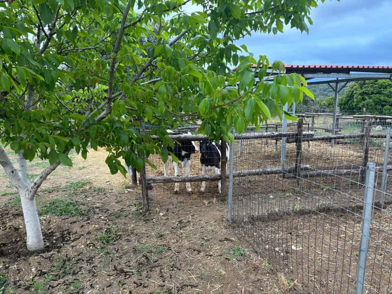 Crete: Farm Visit with Cheese Tasting and Milking Experience - Who Should Book This Farm Visit
