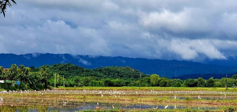 Cultural immersion: Thai cooking, rice farming, eco printing - What the $169 price really covers